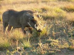 090516_Pilanesberg 333